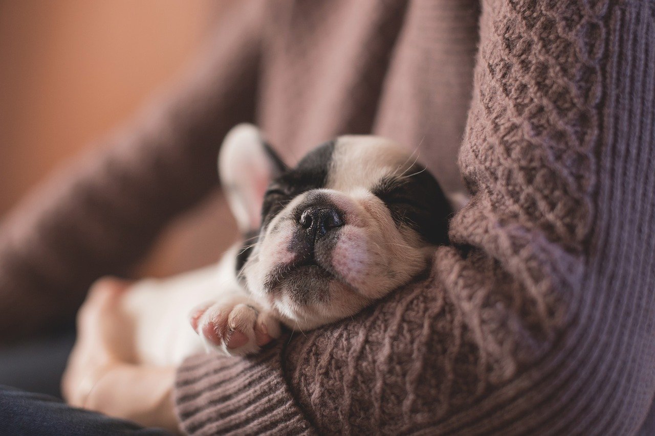 Welpe schläft in Arm glücklich so kann Hund optimal entspannen