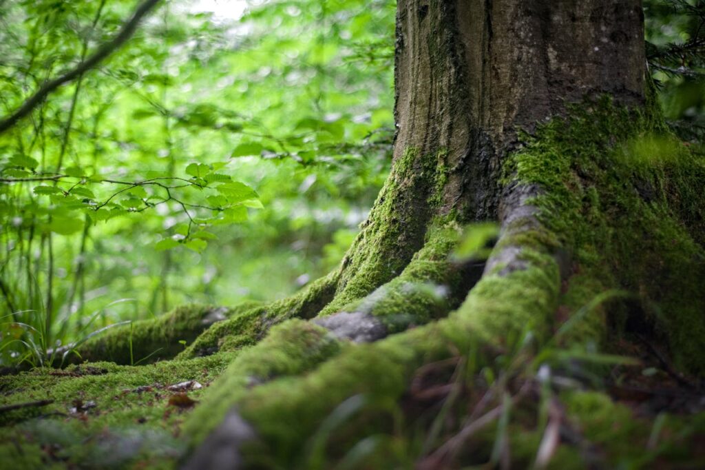 Wald Baum Natur Im Wald spazieren gehen - 6 unterschätzte Gefahren