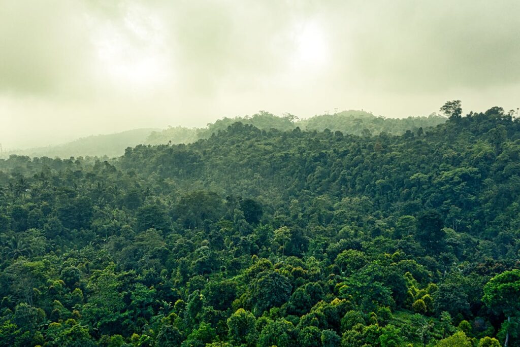 Landschaft Wälder Kratom im Spiegel der Naturgesundheit – Tradition, Forschung und Verantwortung