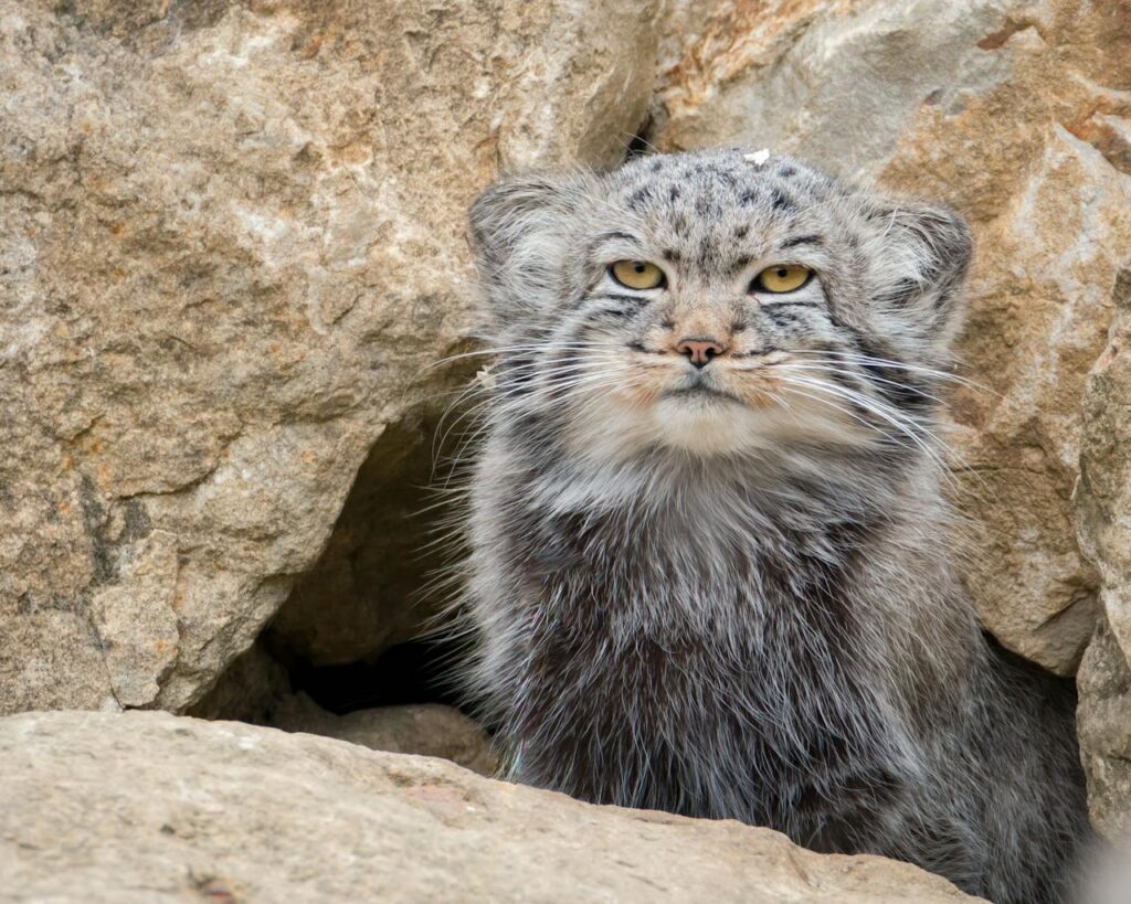Pallas Katze Wildnis Felsen Pallas Katze Lebensraum – Wo lebt sie