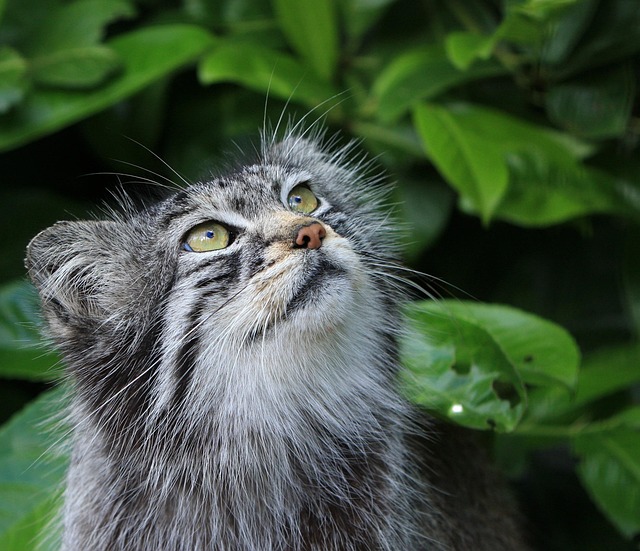 Pallas Katze blickt nach oben Sind Pallas-Katzen gefährlich